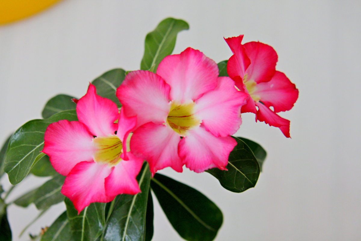 Коллекция и фото автора Masteritayaplants