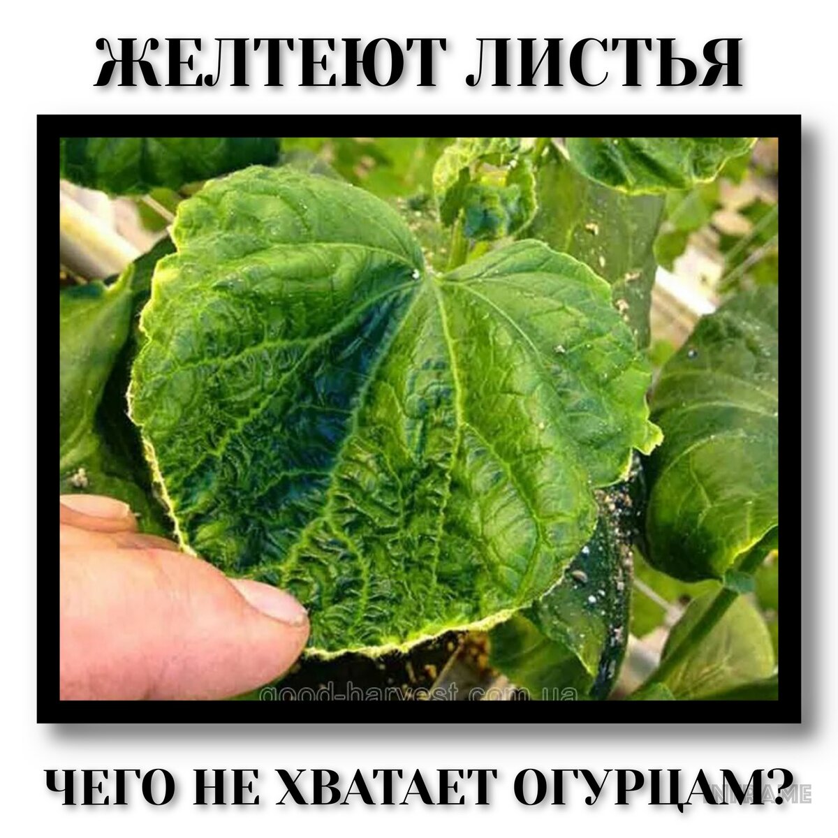 Что не хватает огурцам по листьям. Лист огурца дефицит.