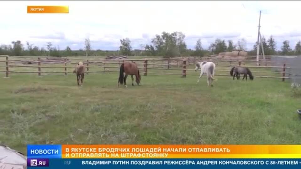    Берегись копыта: в России появилась штрафстоянка для лошадей