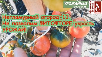 Не потерять урожай ТОМАТОВ! Защитим зеленые томаты от фитофторы. Как избавиться от фитофтороза на томатах.