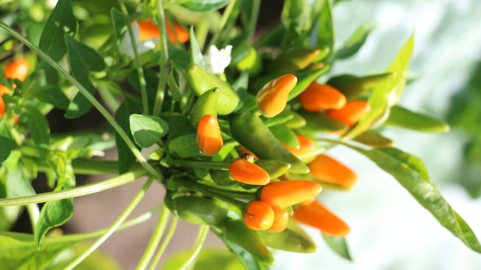 Фото: Пресс-служба Минобрнауки📷Перец (Capsicum annuum L., 1753). Коллекция генетических ресурсов овощных культур. Декоративный, образец из Приморского края
