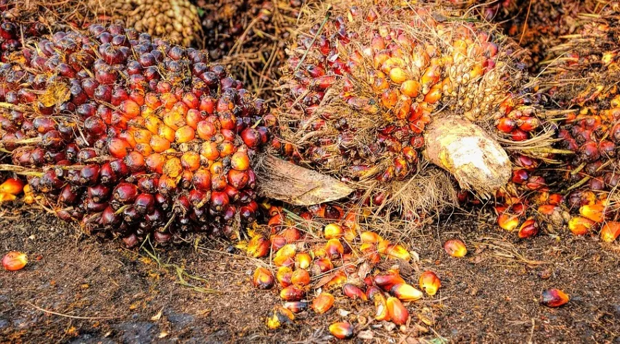 Фото из интернета: так выглядят пальмовые плоды