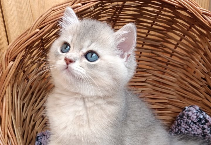     Британцы: что нужно знать, если вы берёте домой котенка этой породы