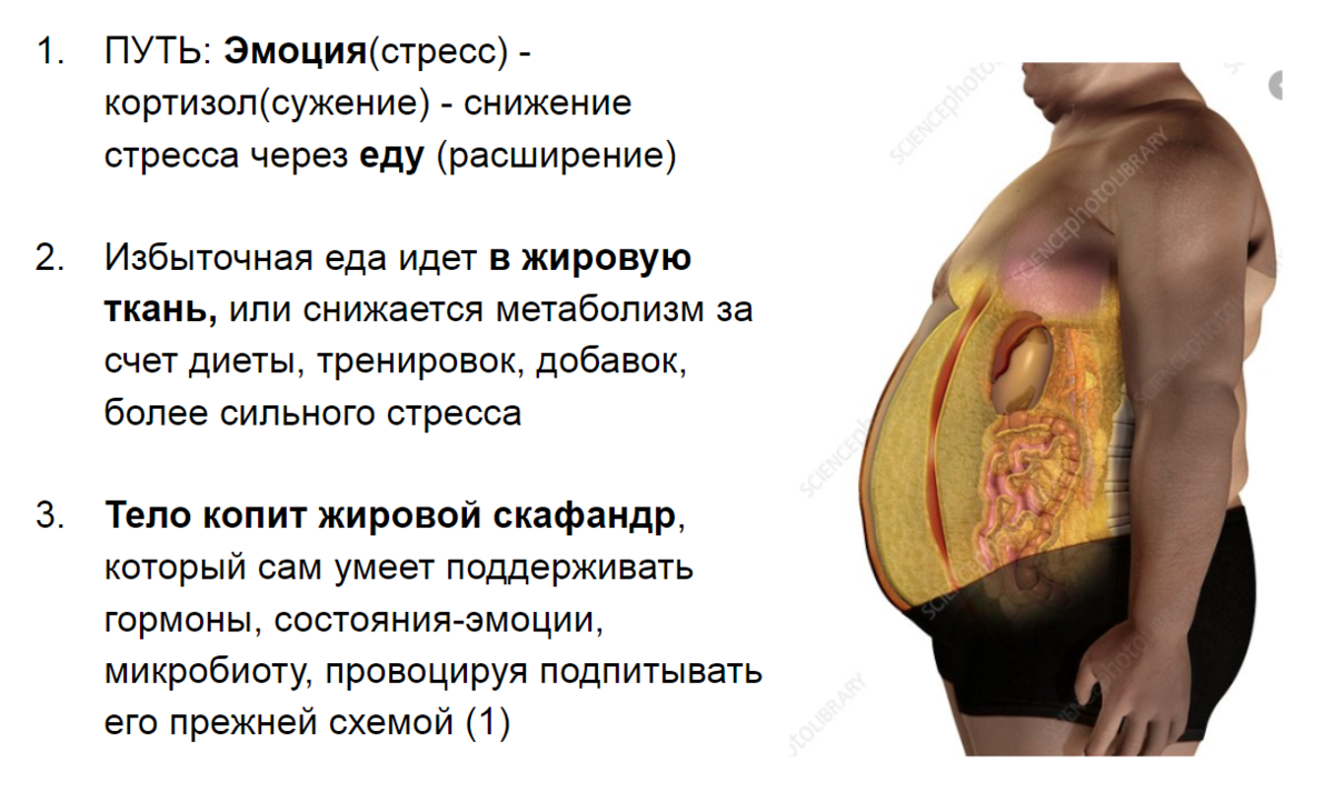 Как плоский здоровый живот желание Жить создает