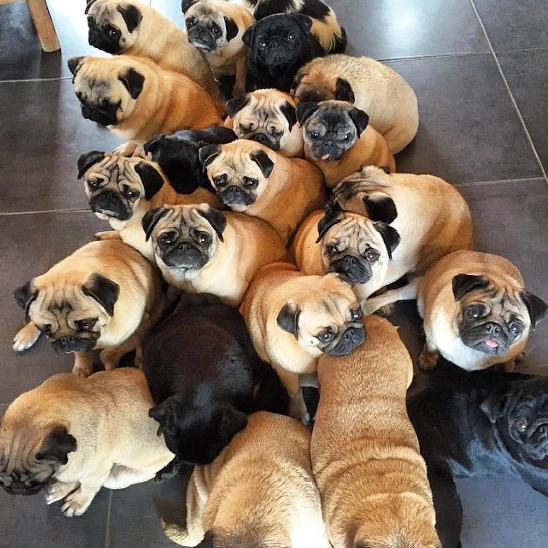 Мопс щенок. Много собак. Мопс щенок. Несколько мопсов. Мопс побольше.