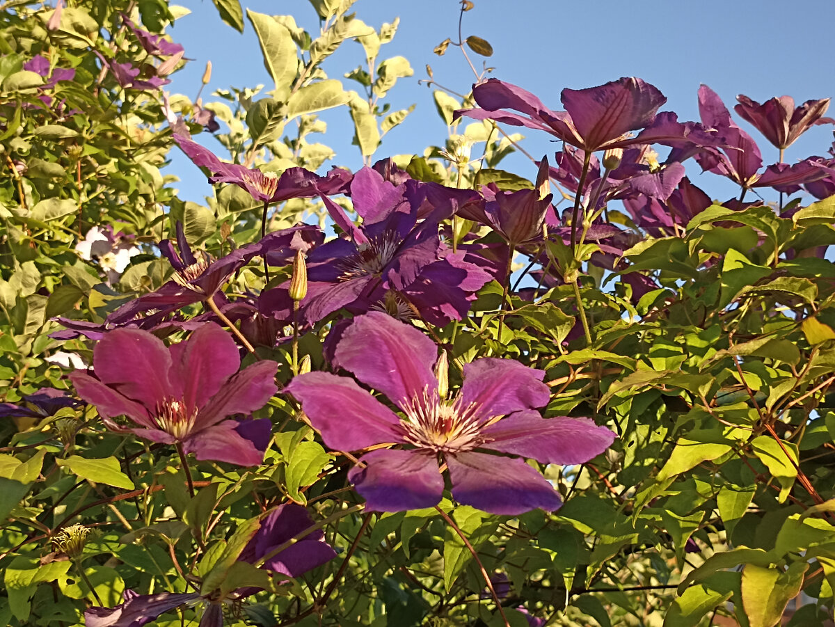 Цветущий клематис Фото автора