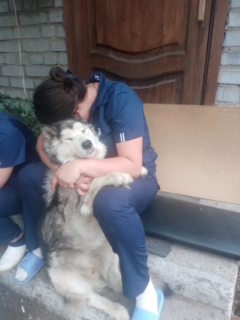 На фото маламут Сказка, которую кто то бросил одну на реке и она чуть не погибла, сейчас девочка в клинике, у  нее дефект пищевода, поэтому после еды ее надо держать в такой позе не меньше часа!