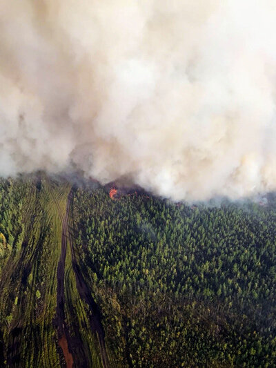 Фото предоставлено пресс-службой министерства лесного комплекса Иркутской области