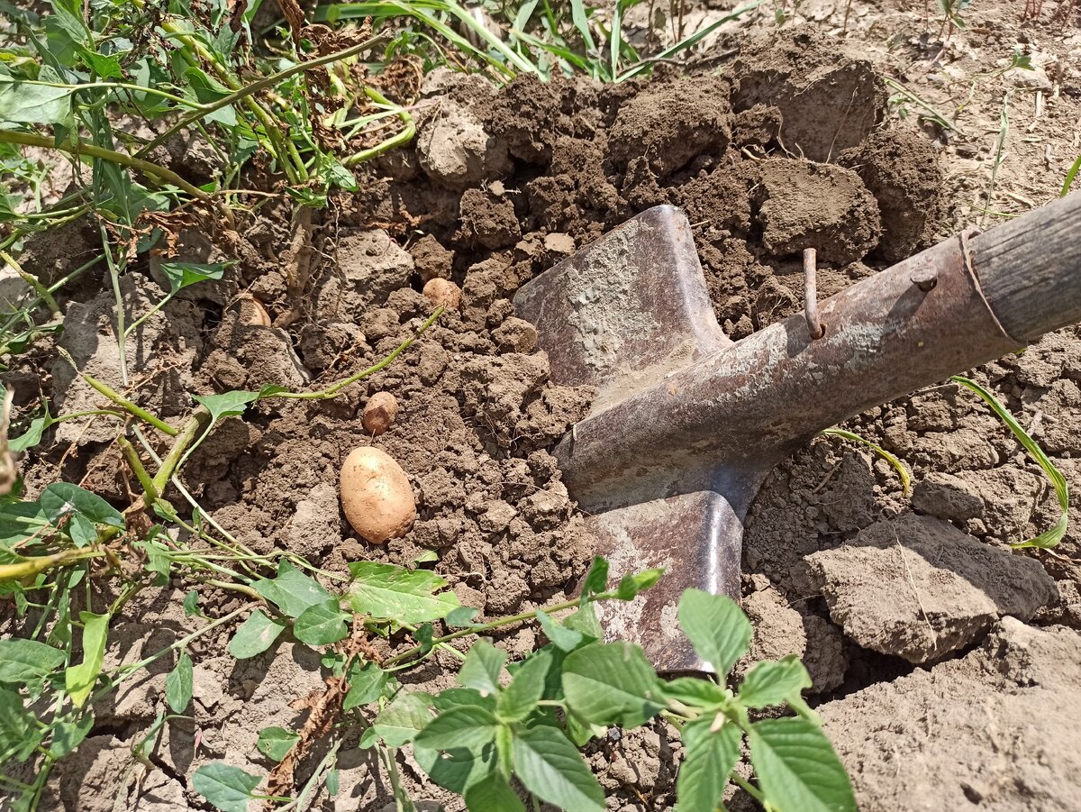Чем обработать землю перед посадкой картофеля. Посадка картофеля. Высаживаем картофель. Посадка картофеля глазками. Инструмент для посадки картофеля.