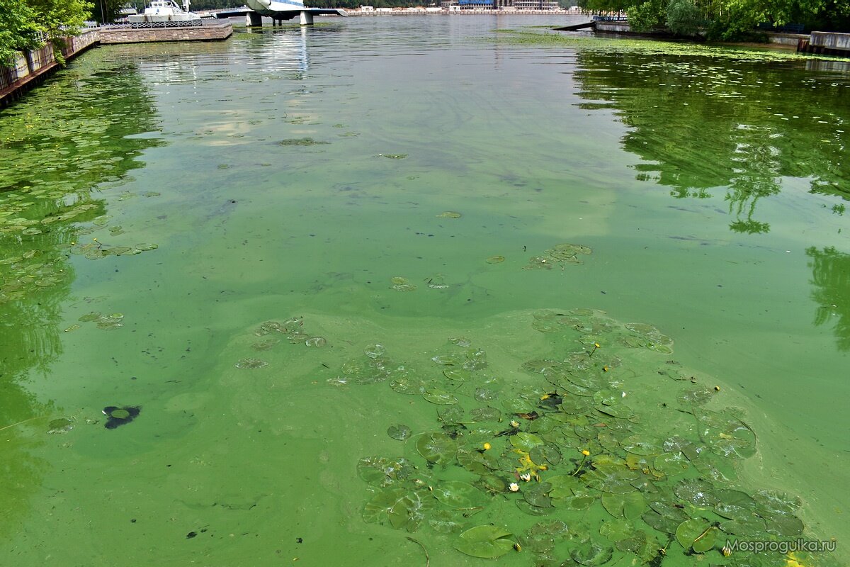 Вода стала кислой. Токсичные водоросли во Флориде. Ядовитые водоросли. Токсичные водоросли в Севане.