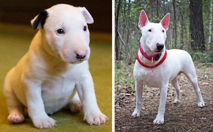 Как выглядят разные породы собак до и после взросления | Dogworry | Дзен