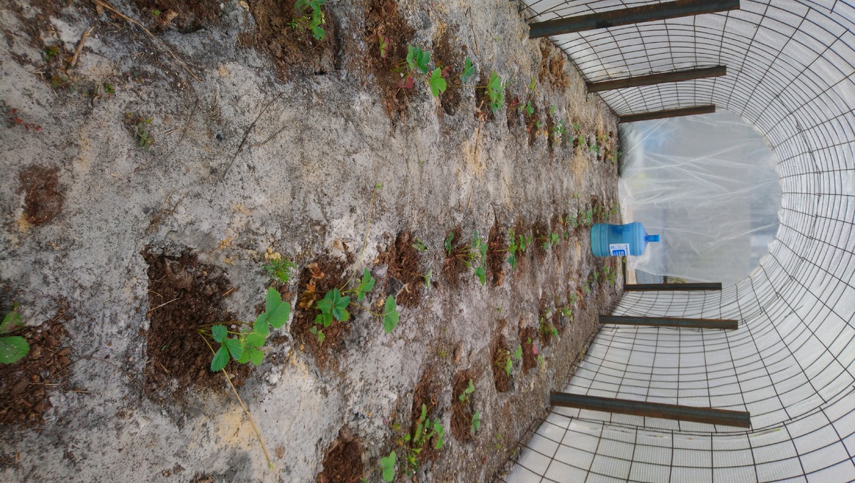 Теплица за 4 часа