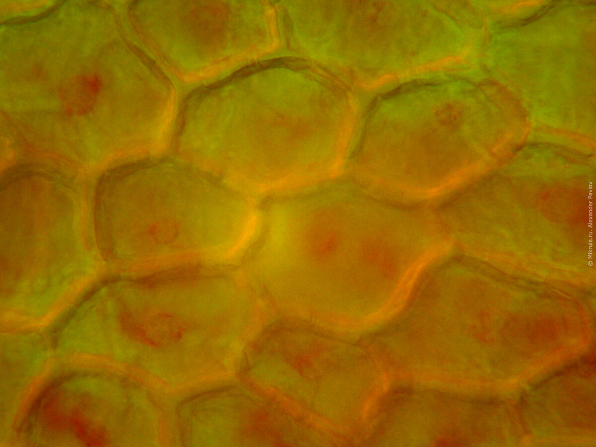 feedly: organize, read and share what matters to you. Pollen, Microscopic photog