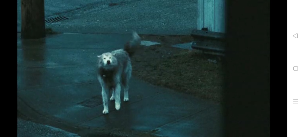 Милый пёс, после которого вы начнёте догадываться