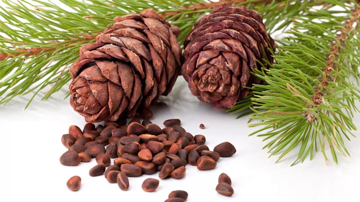 Кедровые орехи.                                                                                                                  яндекс картинка