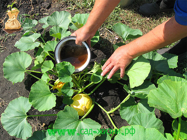 Удобрение для тыквы в открытом грунте. Подкормка тыквы в открытом грунте в августе. Грядка для тыквы и кабачков в открытый грунт. Полив тыквы. Огромная тыква урожая 2022.