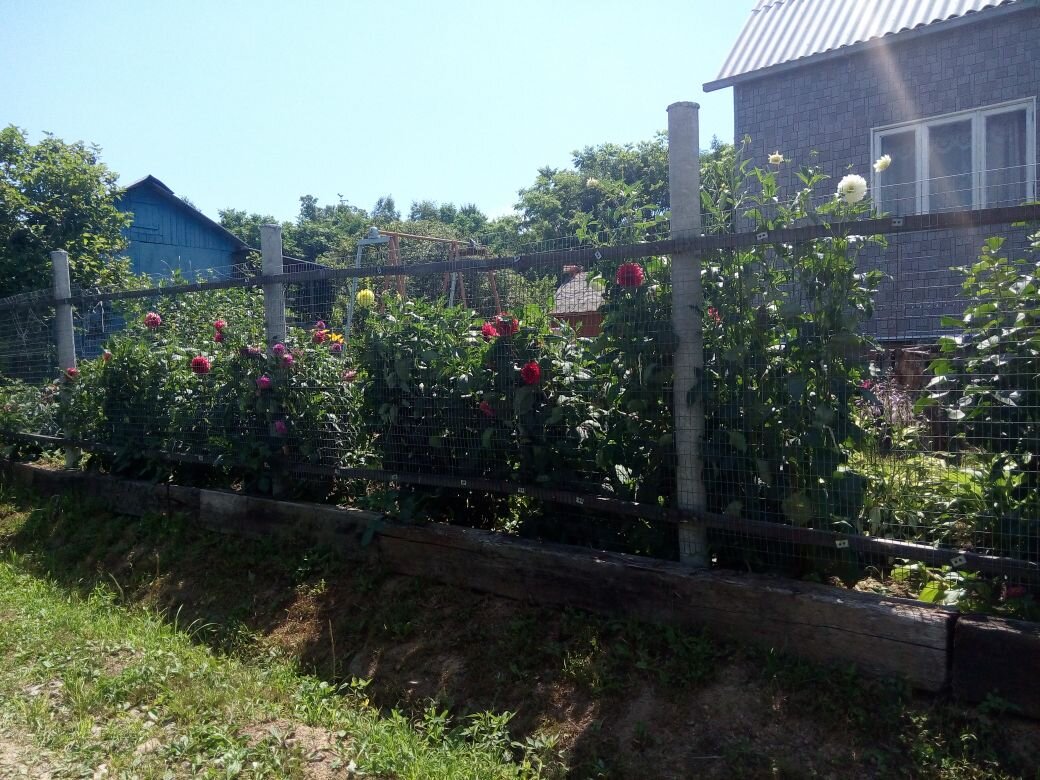 Фото из личного дачного архива