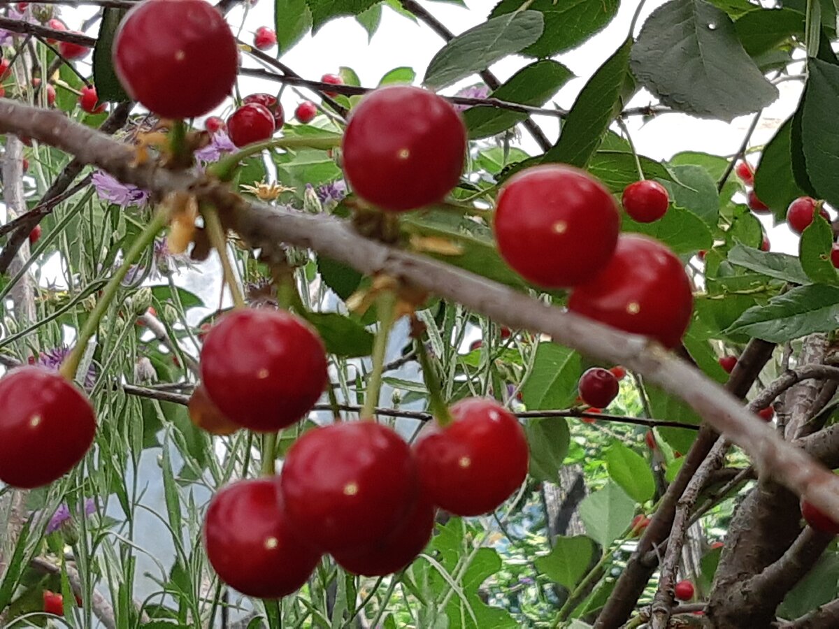 Урожай с дерева я сняла.