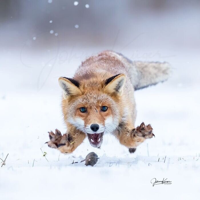 Фотография: Johnny Krüger