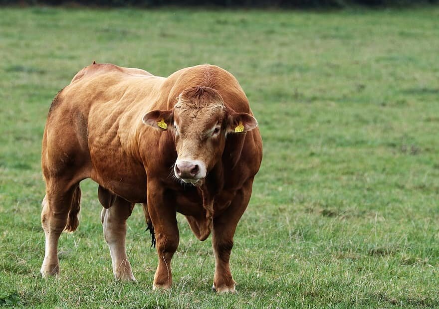 Захватят ли коровы мир? Ждет ли нас му-у-учительная борьба с этими рогатыми животными?