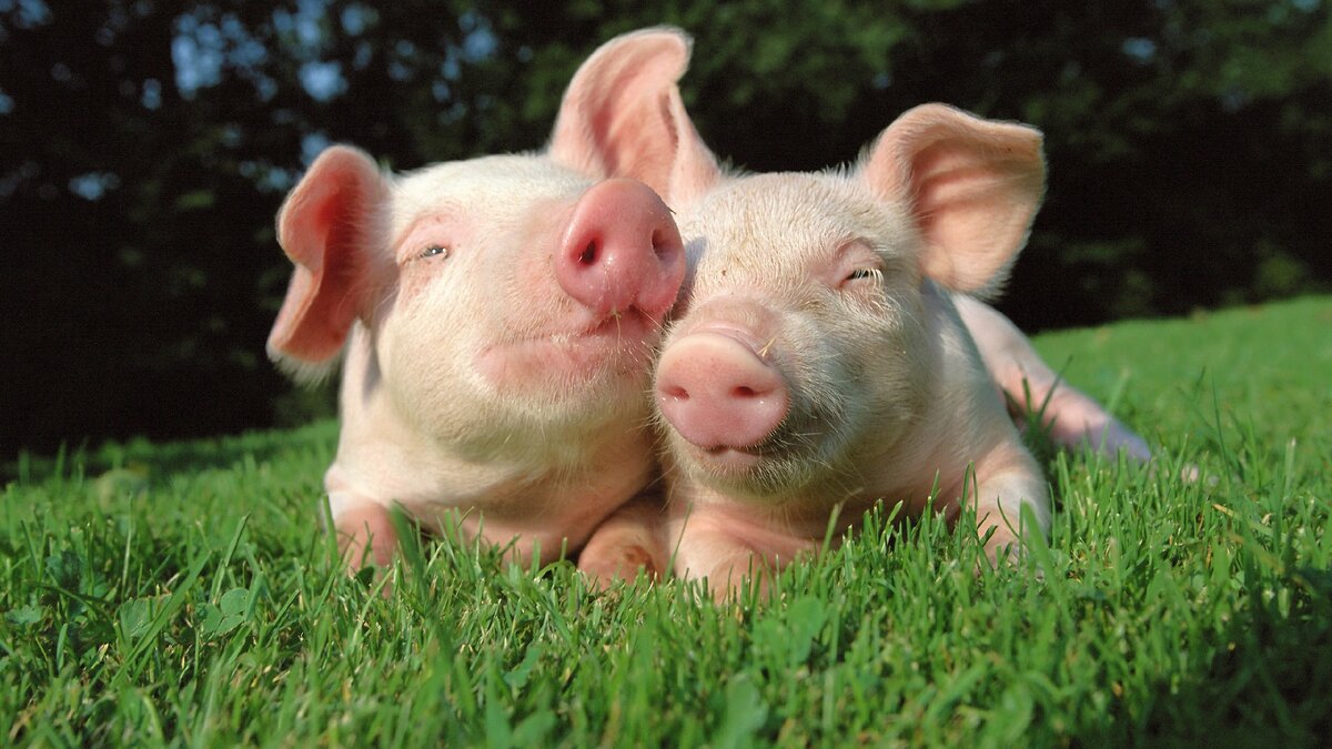 Источник фото: https://donvesti.ru/wp-content/uploads/2019/11/5a456646f2390.jpg