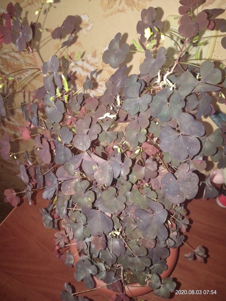 Простите фото не очень удачное