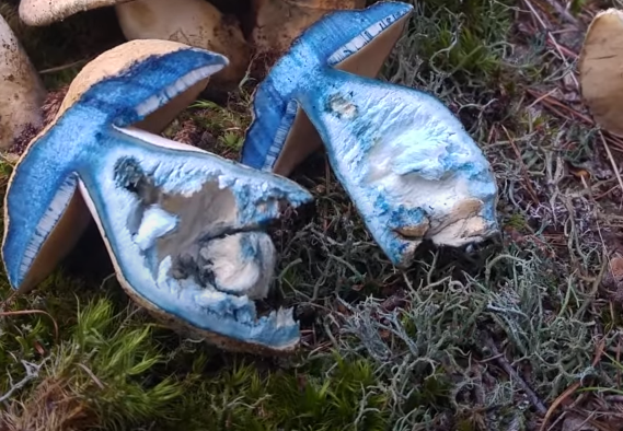 gyroporus cyanescens