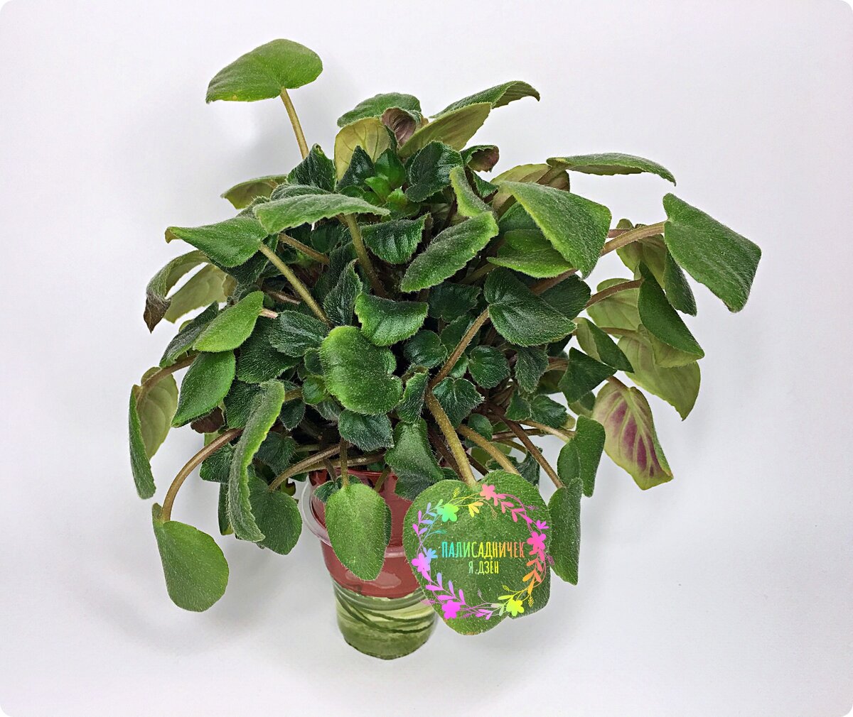 А это, как Вы понимаете, красота отцветшая, заросшая, приунывшая. И, несмотря на это, всё равно необыкновенно прекрасная в своей "пушистости". Трейлеры — они такие. Вы о них мало знаете или не знаете вовсе? Тогда эта запись будет для Вас особенно интересна!