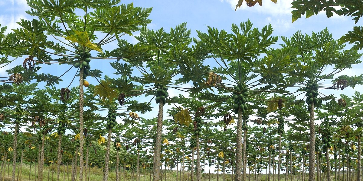Плантация папайи на Гавайях. Фото: © Ivtorov, CC BY-SA 4.0, wikipedia.org