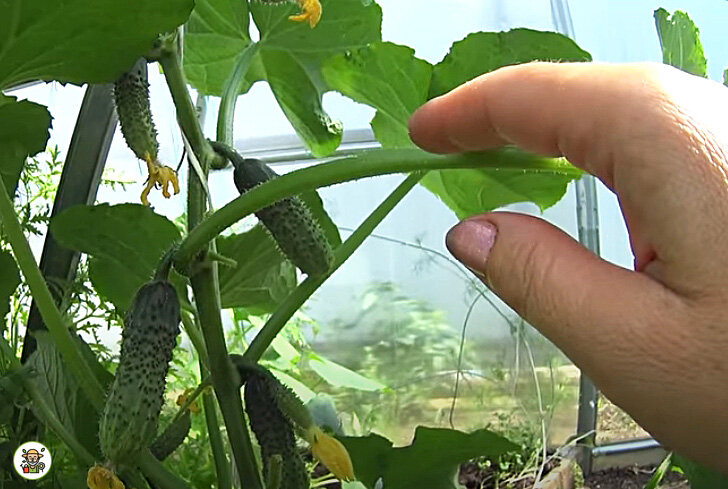 Огурцы в теплице
