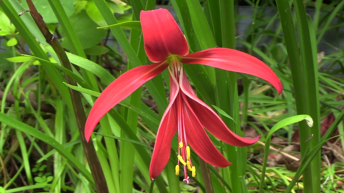 Шпрекелия цветет