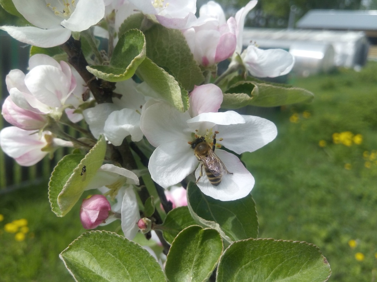 Пчела на цветках яблони