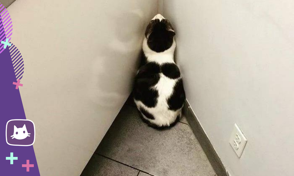 Почему кошка смотрит в стену
