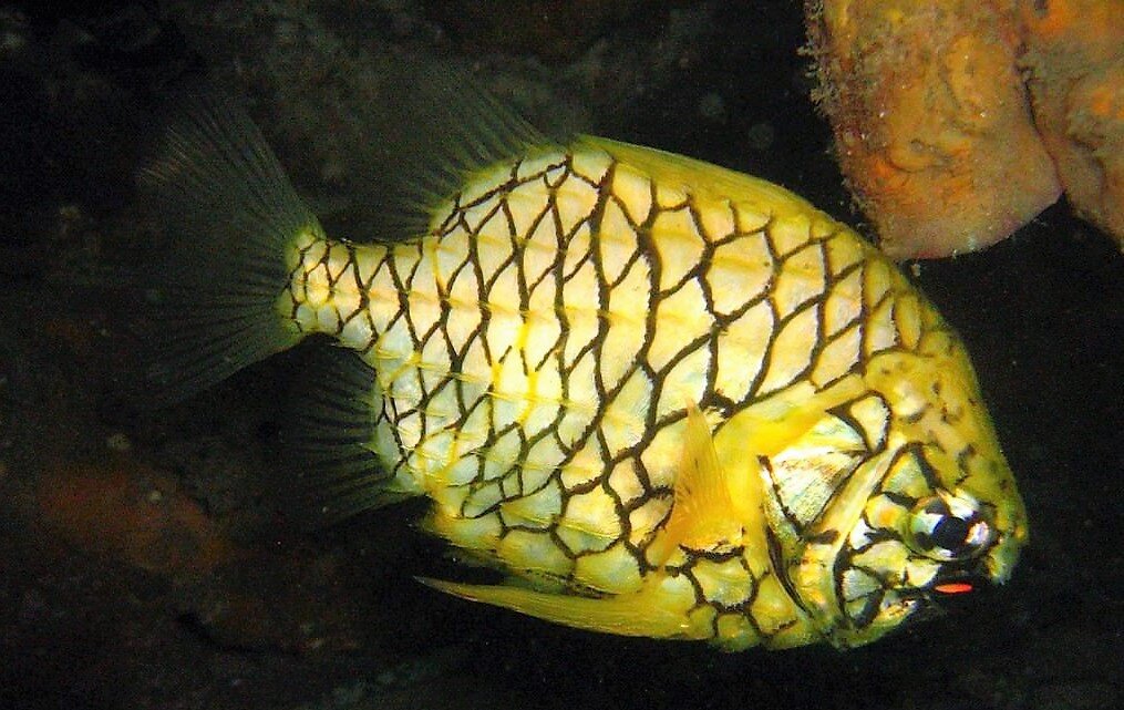 Pantodon buchholzi