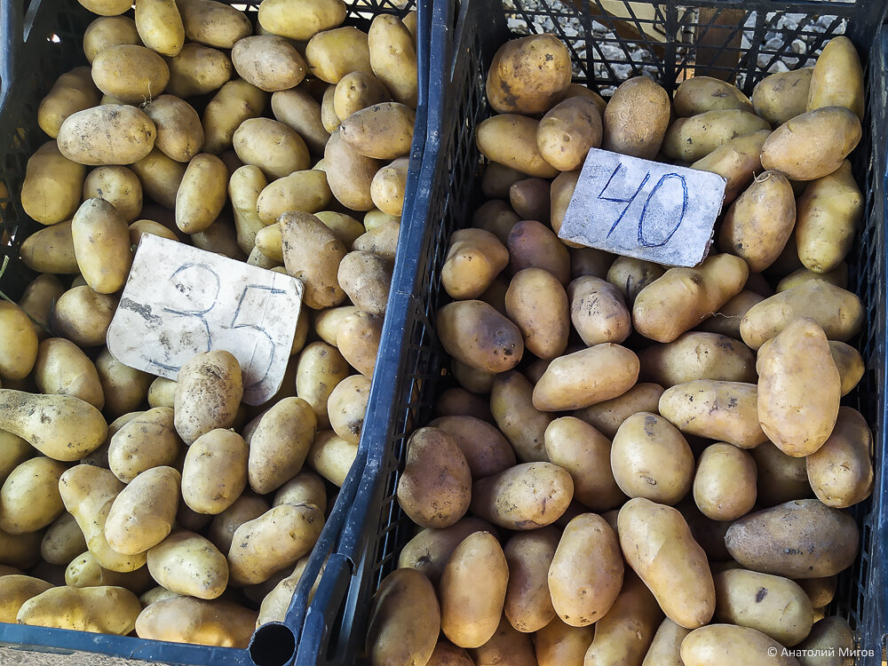 Сегодняшние цены на крымском рынке: персики по 60 рублей, помидоры по 30, кукуруза 10, арбузы дорогие
