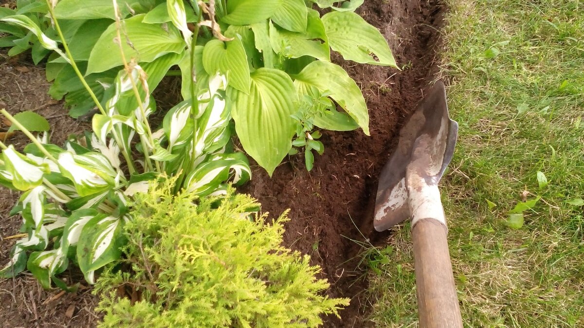 Делаю кромку — срезаю лопатой под углом. Фото автора