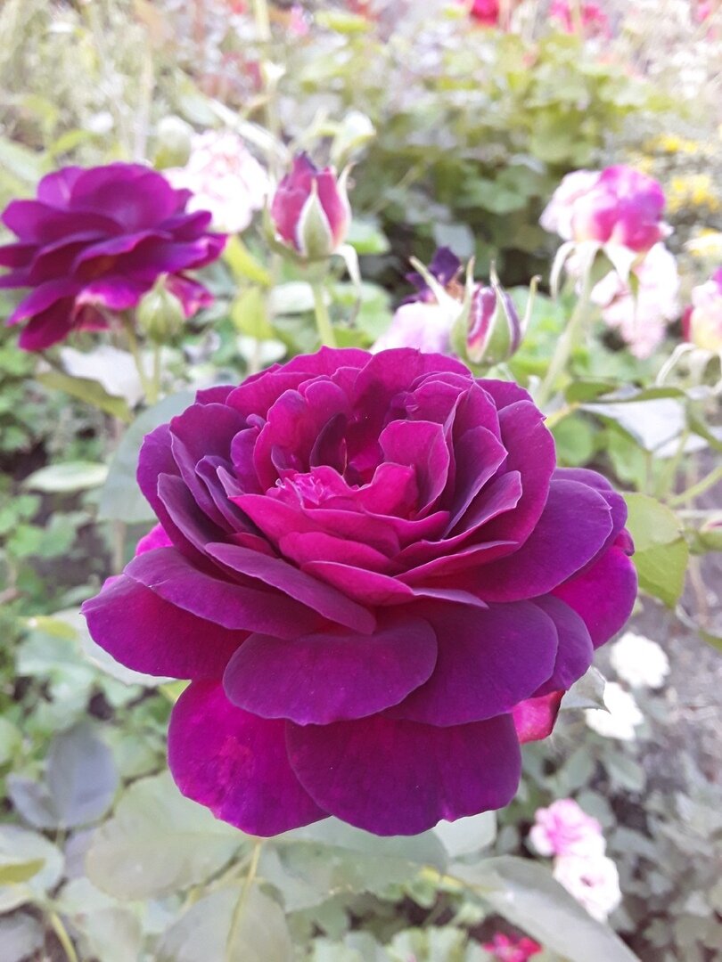 Роза флорибунда, сорт Ebb Tide