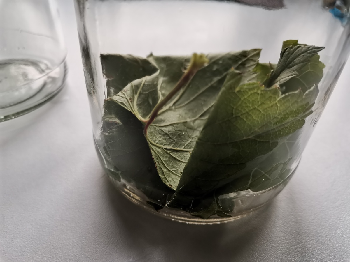 Помидоры с гвоздикой рецепт на зиму с фото