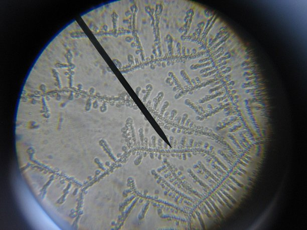 Microscopic Crystals