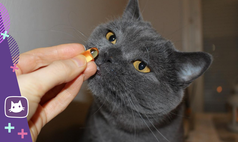 🐱Нужно ли кошке давать витамины и какие – Telegraph