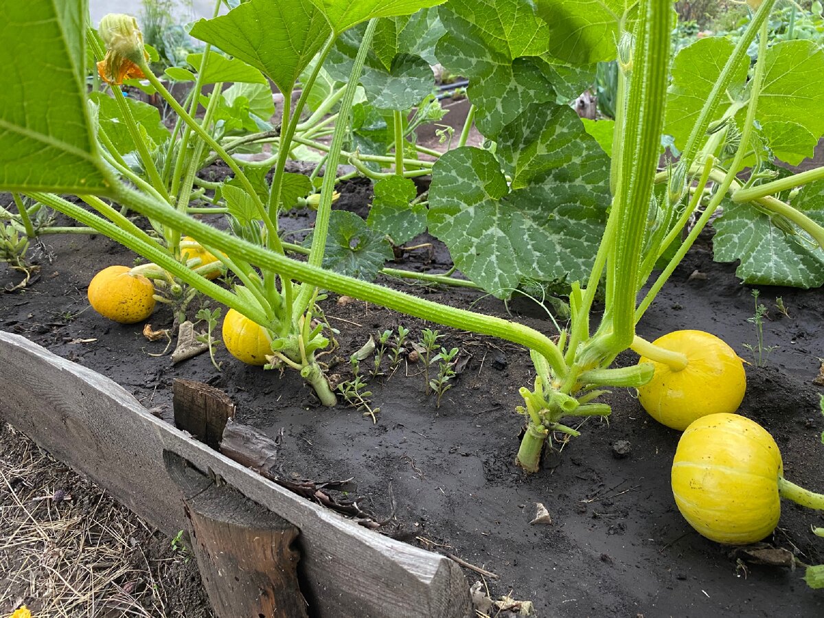 Только начали формироваться