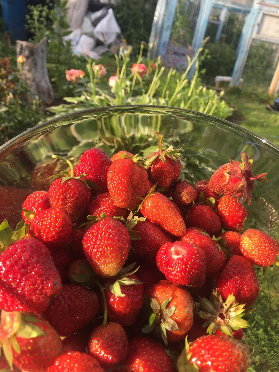  Вот такая клубника выросла у меня на Даче!