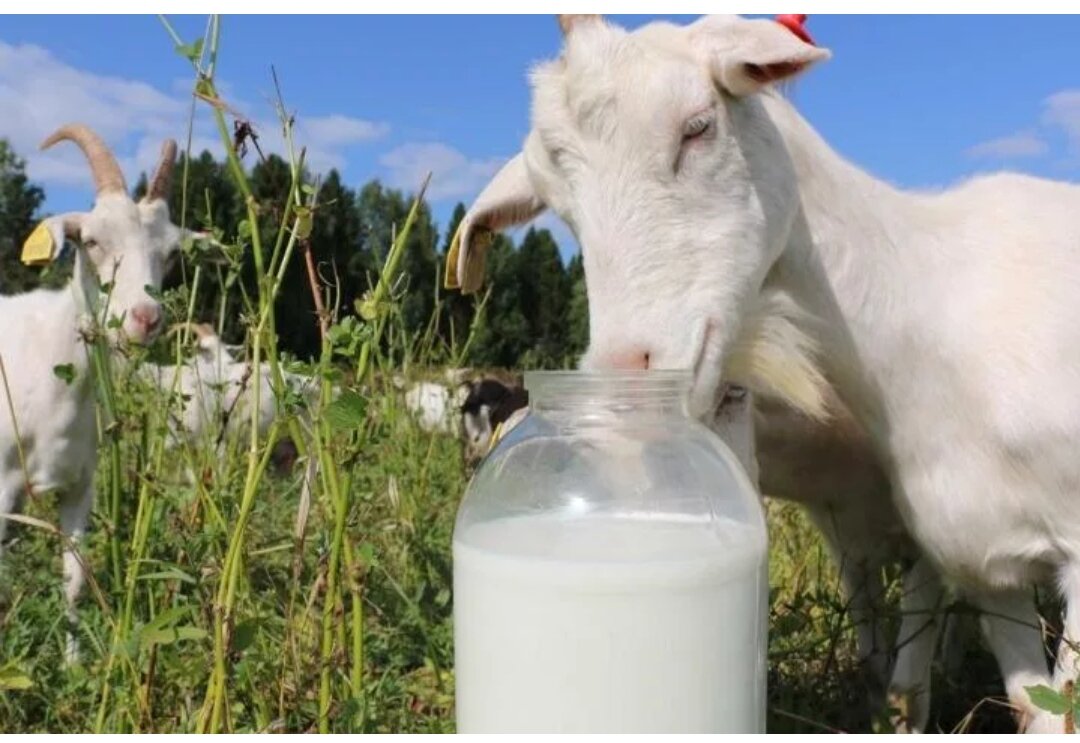 Спортсменам, людям, занимающимся физическим трудом в период больших нагрузок, следует пить напиток от козы, тогда процесс восстановления идет эффективнее.Поскольку натуральный продукт прекрасно усваивается, в том числе и жир, и содержит много калия и магния, то его целесообразно вводить в рацион сердечников. Оно прекрасно восстанавливает показатели крови при анемиях. 
 
При переломах, рахите, остеопорозе, других заболеваниях, связанных с необходимостью восстанавливать костную ткань, многие доктора советуют пациентам пить именно надоенное от козы. Скорость сращивания костной ткани под его действием увеличивается вдвое из-за высокого процент ионов кальция и стопроцентной усвояемости его тканями. Плюс в нем огромное количество жирорастворимого эргокальциферола (вит. D), а они в сочетании с кальцием способствуют укреплению костей. 
 
Поэтому педиатры говорят родителям о необходимости покупать козье молоко дошкольникам после года, чтобы не развивался рахит. 