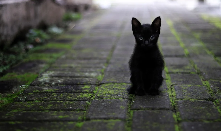Котенок. Фото: https://pixabay.com