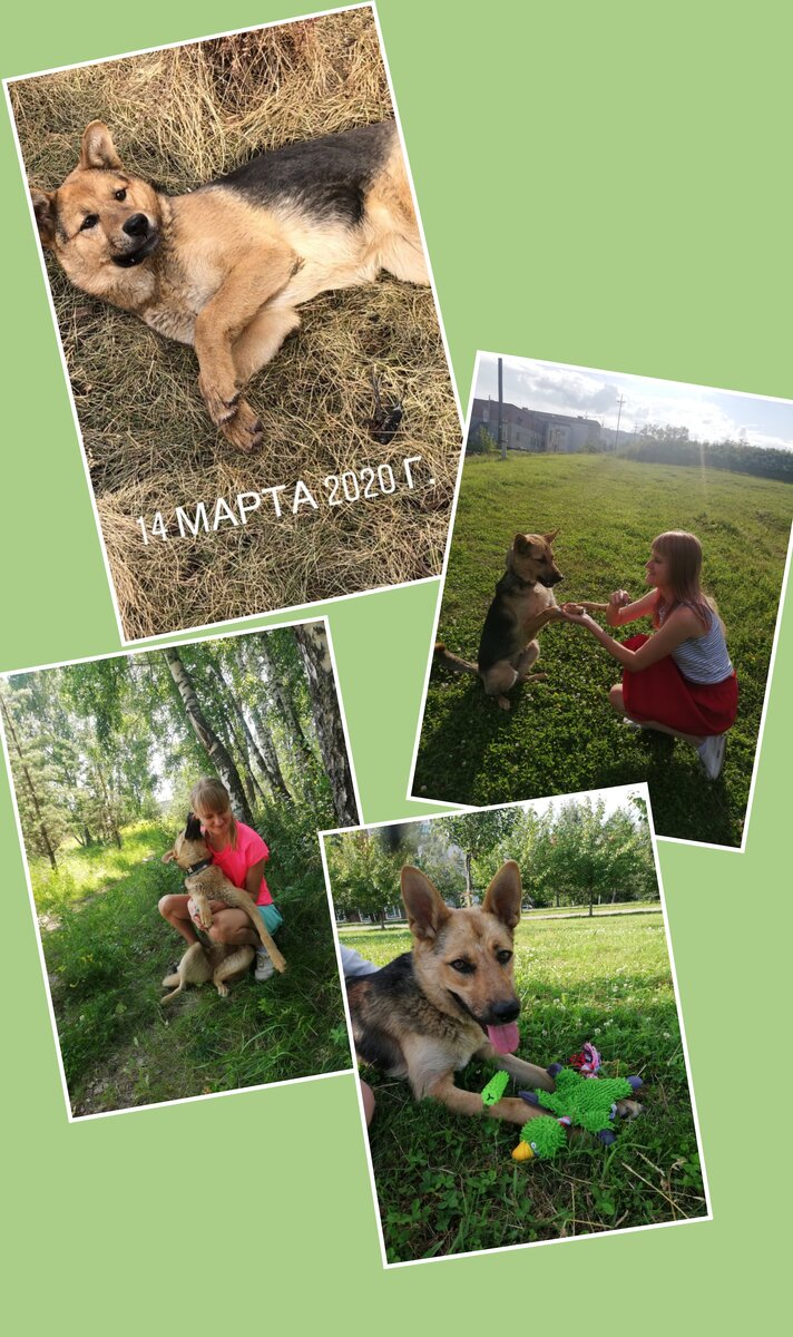 Фото бездомной и домашней Джесси 