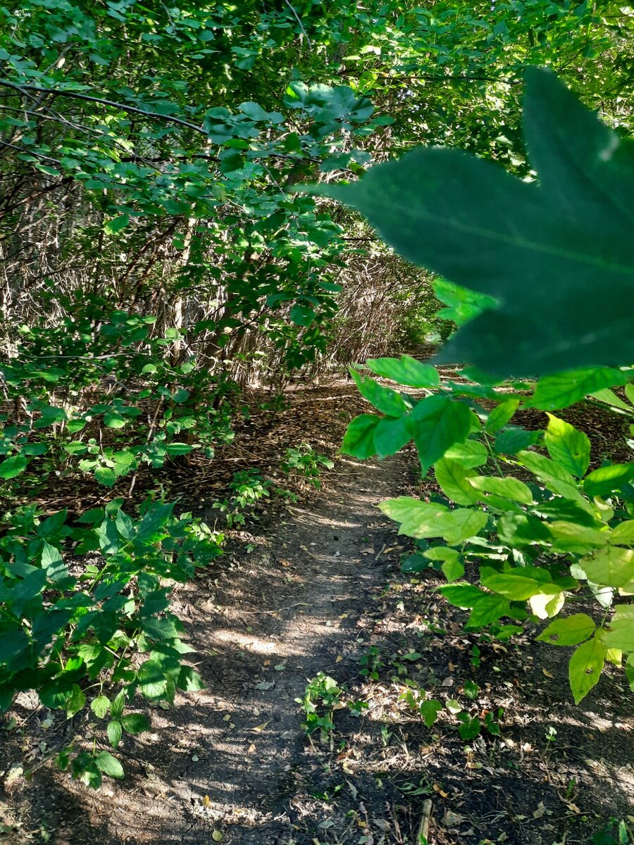 Одно из моих хобби это фотографировать природу. Люблю находить ракурсы, как то экспериментировать. Новое место новое впечатление. У меня в телефоне очень много фотографий природы и моей дочери. Много обработанных и не обработанных. Фотографию я в основном в селе где живут наши с мужем родители. Мои фотографии попали даже на онлайн фотовыставку. Хочется и с вами поделиться этой красотой. Ну что начнём?