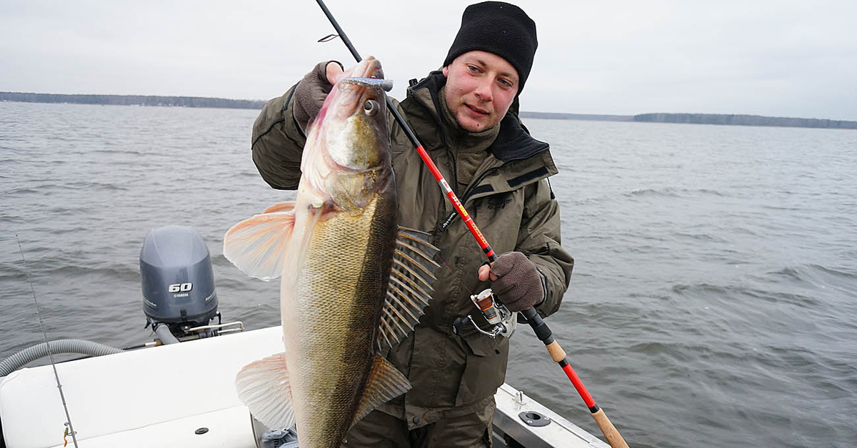 Результат «прямого попадания» под нос судаку, найденному эхолотом.