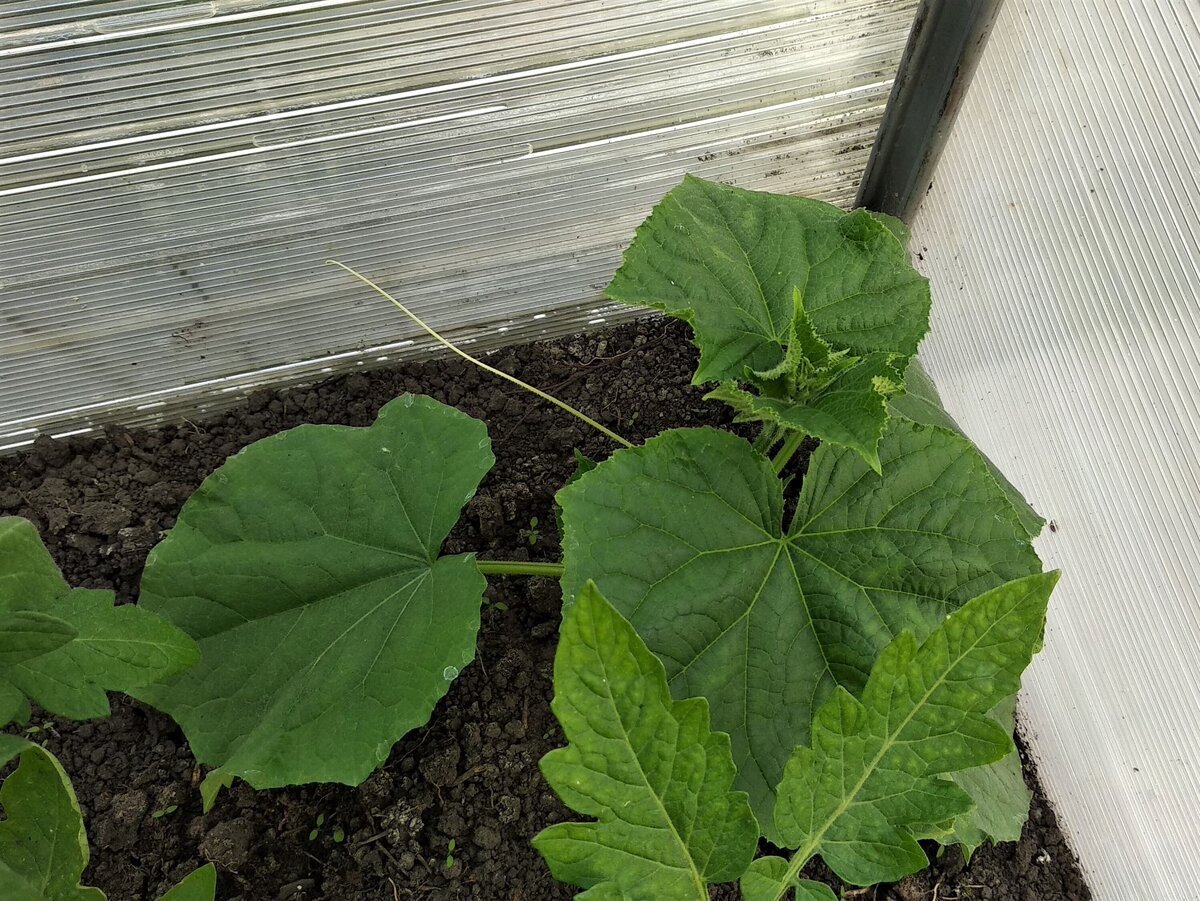Рассада огурца высажена в теплицу.