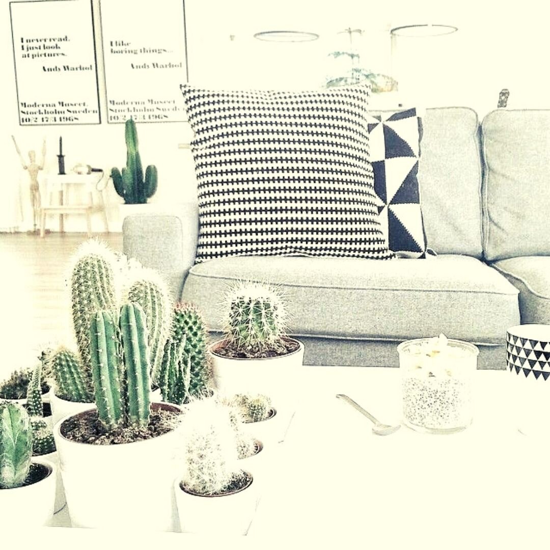 Кактусы в декоре интерьера. Кактусы lechuza. Кактус в комнате. Суккуленты в сканди интерьере. Кактусы комнатные.
