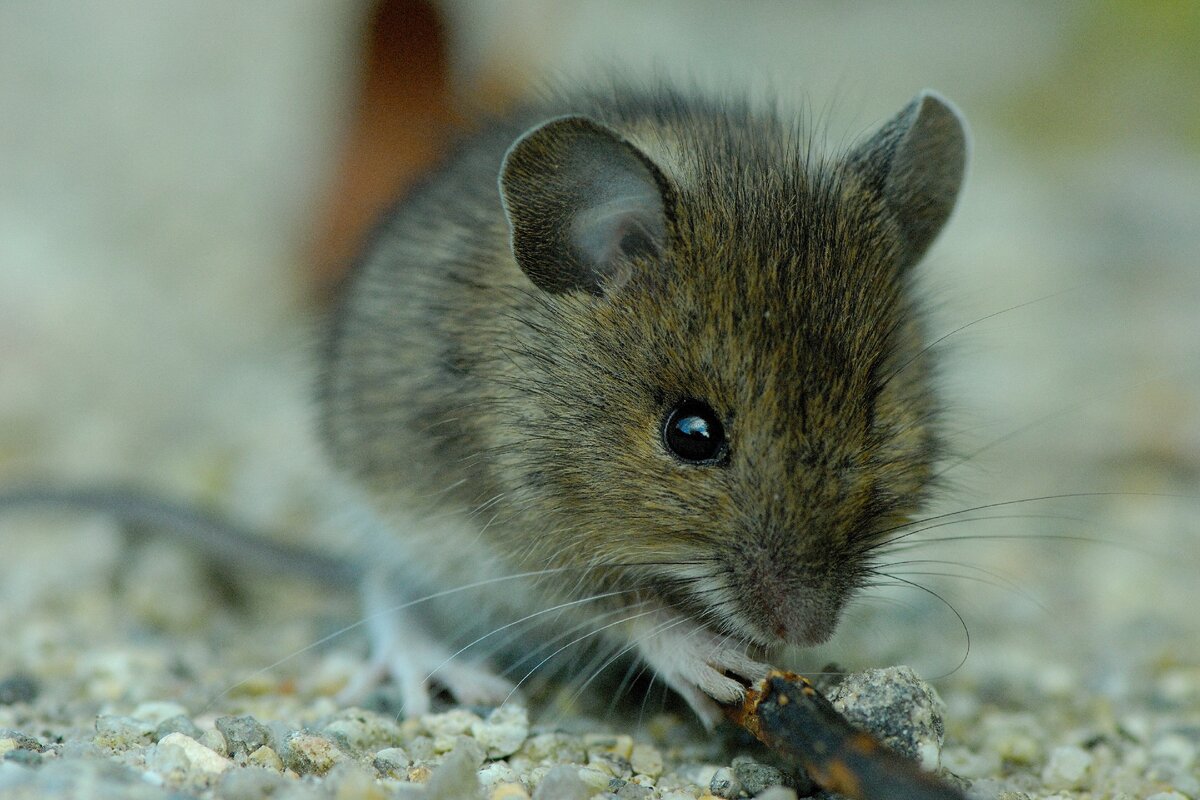 Боязнь мышей.